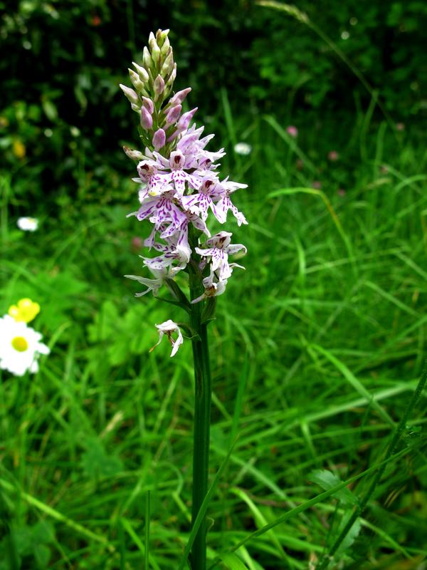 Common spotted Orchid