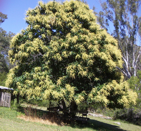 Chestnut Tree