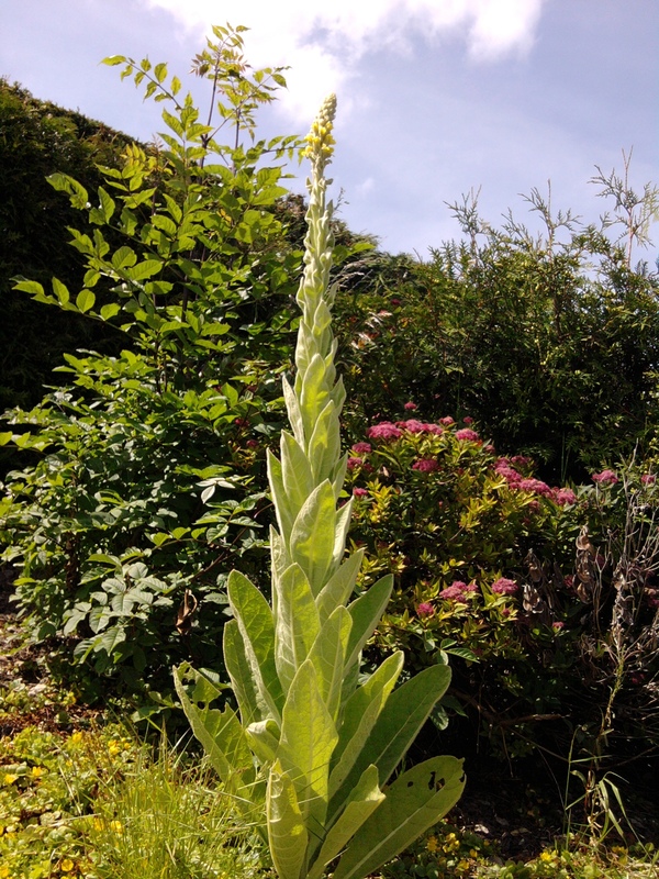 Common Mullein