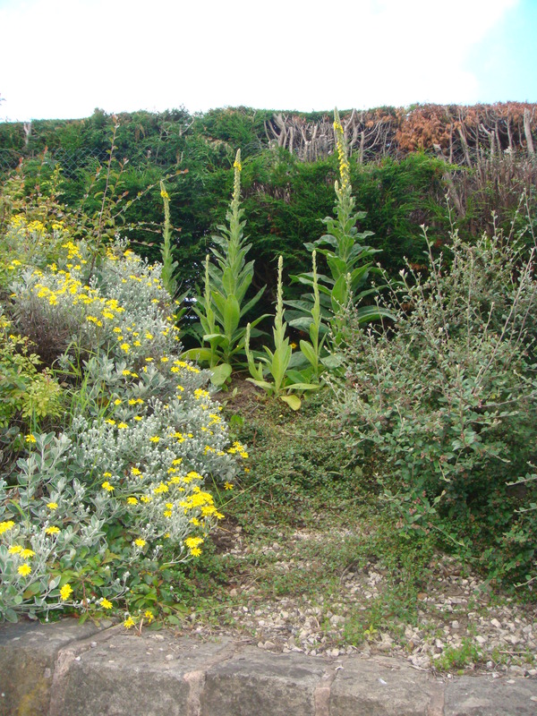 Common Mullein