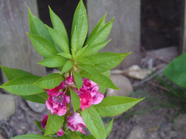 Impatiens Balsamina