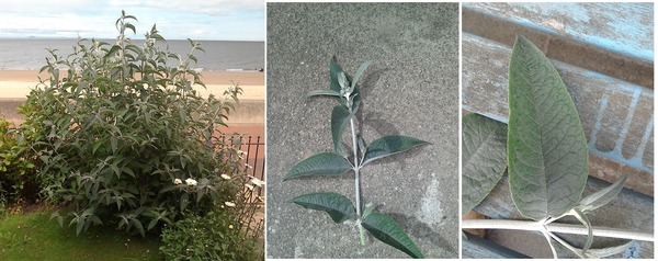 Butterfly Bush