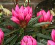 Common Rhododendron - Graziella