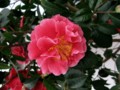 Camellia - Dr, Clifford Parks