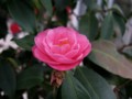 Camellia - Spring Festval