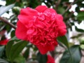 Camellia - Christmas Daffodil