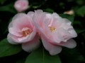 Camellia -  Lutchensis Snow Bells