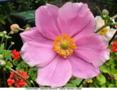 Anemone japonica - Honorine joubet