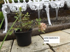Rose - Jane Baron's